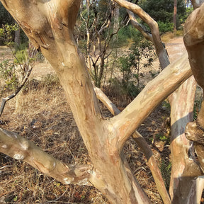 Lilas des Indes Braise d'été ® Indybra - Lilas des Indes - Willemse