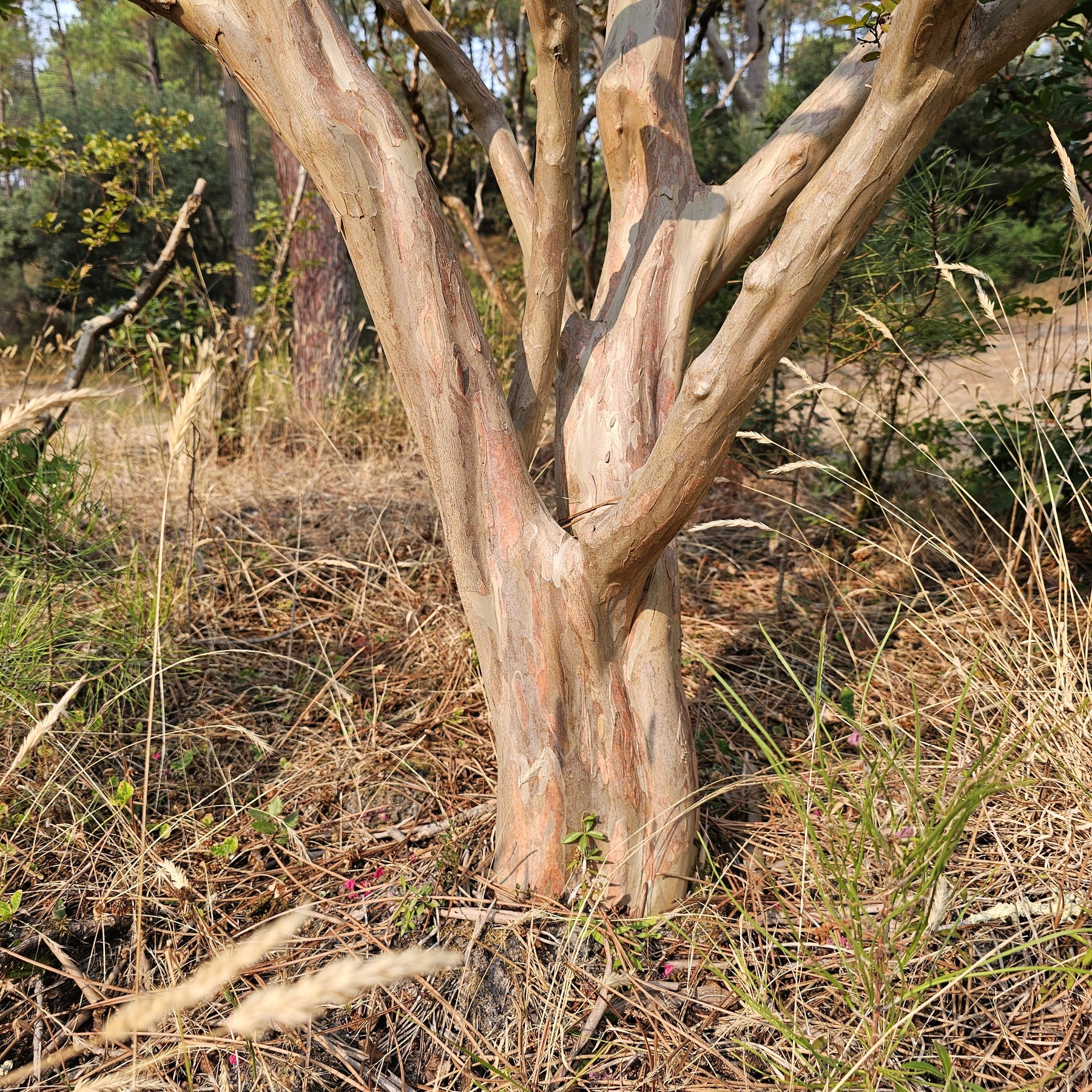 Vente Lilas des Indes Braise d'été ® Indybra