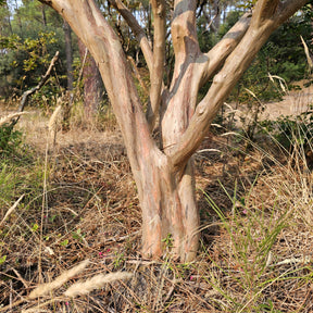 Vente Lilas des Indes Braise d'été ® Indybra