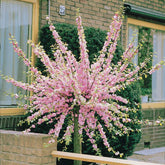 Amandier à fleurs sur tige - Prunus triloba - Plantes