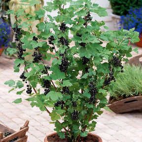 Cassissier - 2 Cassissiers Neva ® Chereshnevas - Ribes nigrum neva ® chereshnevas