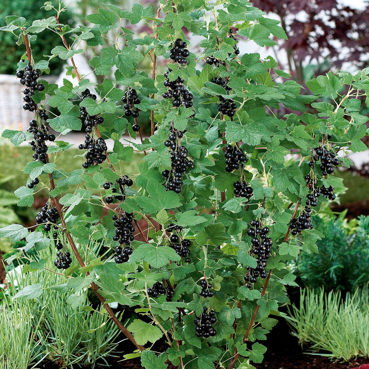 Cassissier Neva ® Chereshnevas - Ribes nigrum neva ® chereshnevas - Fruitiers Arbres et arbustes