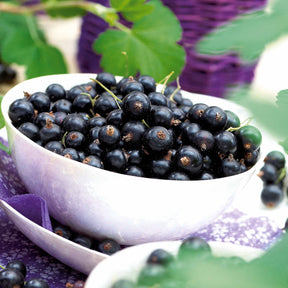 Ribes nigrum neva ® chereshnevas - 2 Cassissiers Neva ® Chereshnevas - Cassissier