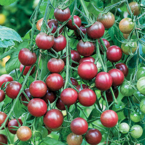 Tomate cerise Chocolate Cherry - Solanum lycopersicum chocolate cherry - Graines de fruits et légumes
