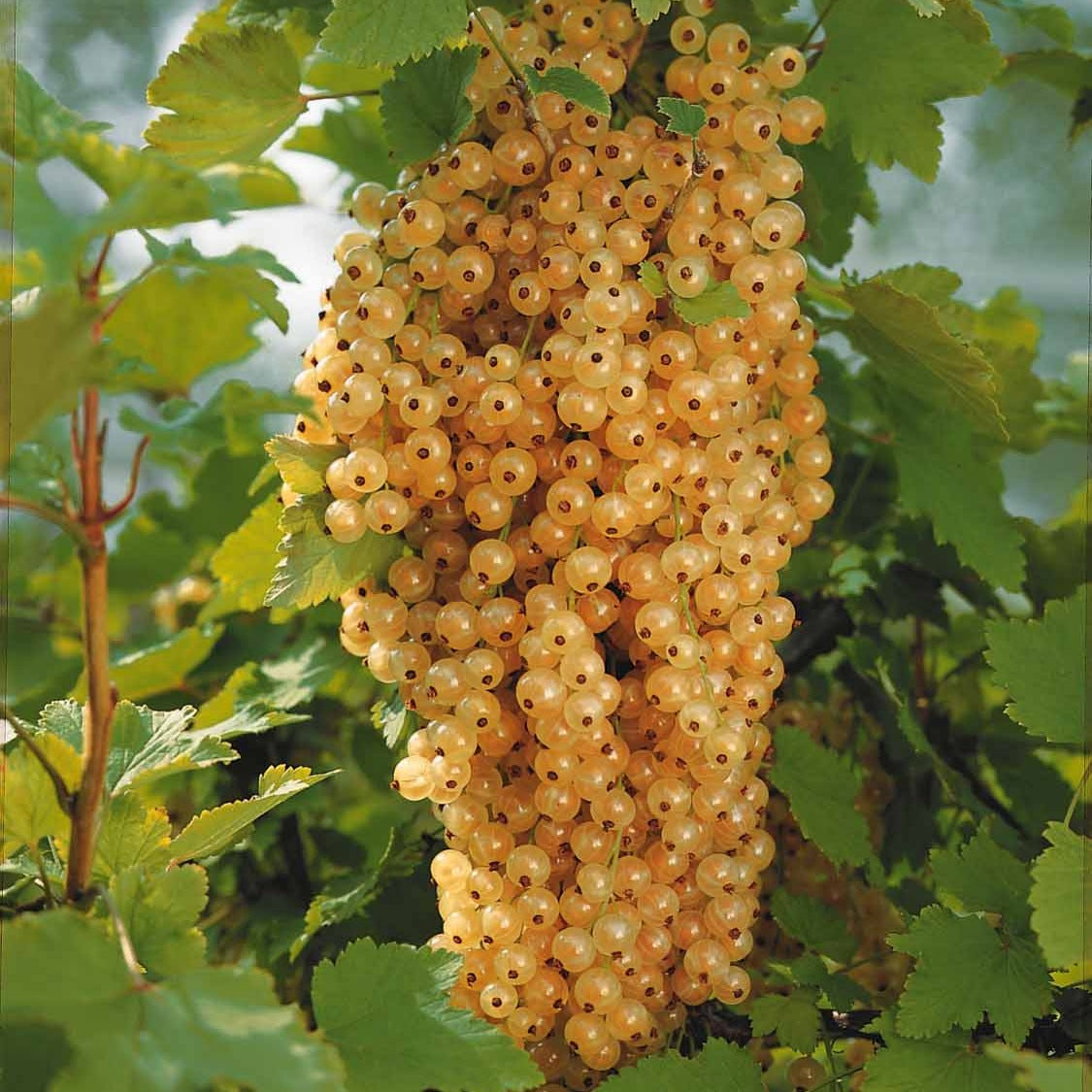 Groseillier Blanka - Ribes rubrum blanka - Plantes