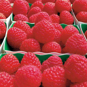 Framboisier remontant Paris - Willemse