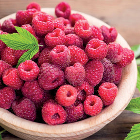 Framboisier remontant Paris - Rubus idaeus paris - Willemse