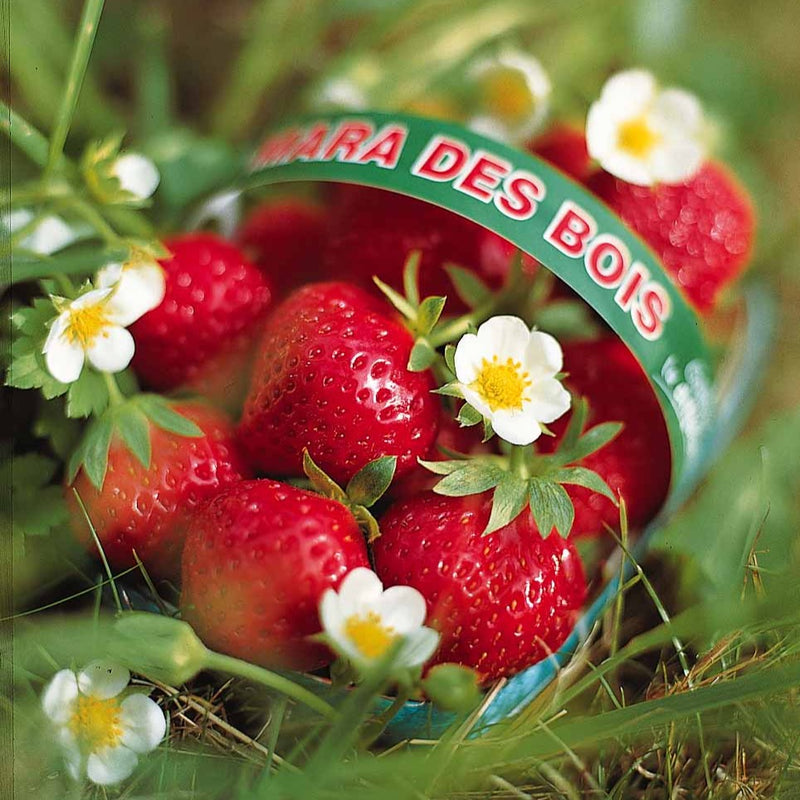 Fraisier Remontant Mara Des Bois Fragaria Vesca Mara Des Bois Fraisier Remontant Mara Des Bois Fragaria Vesca Mara Des Bois