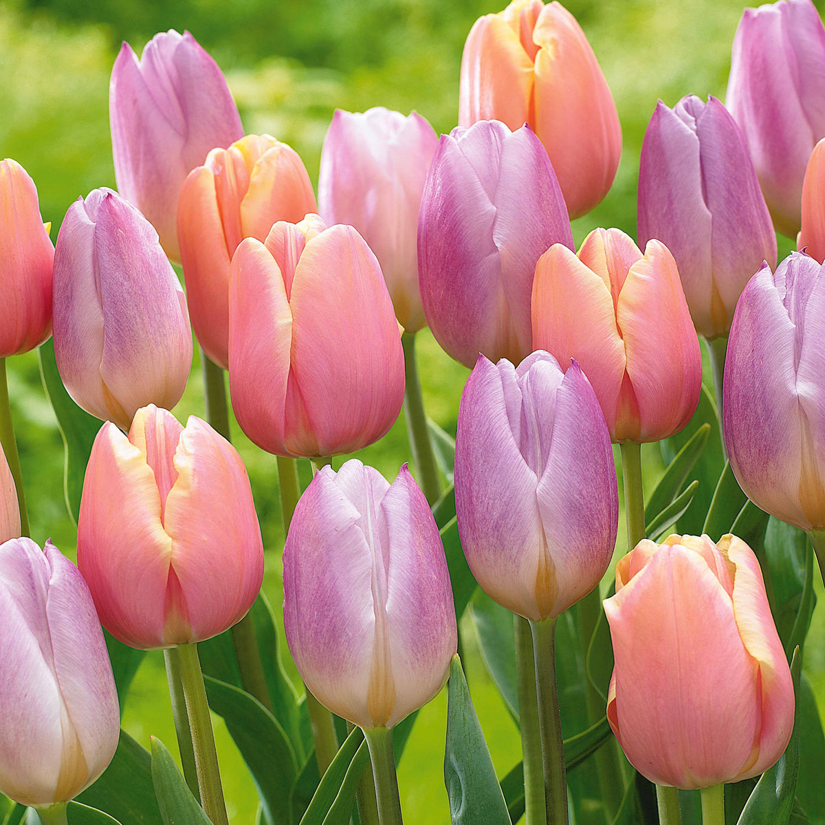 Collection de Tulipes pastel Mango Charm et Sweet Flag - Tulipa mango charm , sweet flag - Plantes
