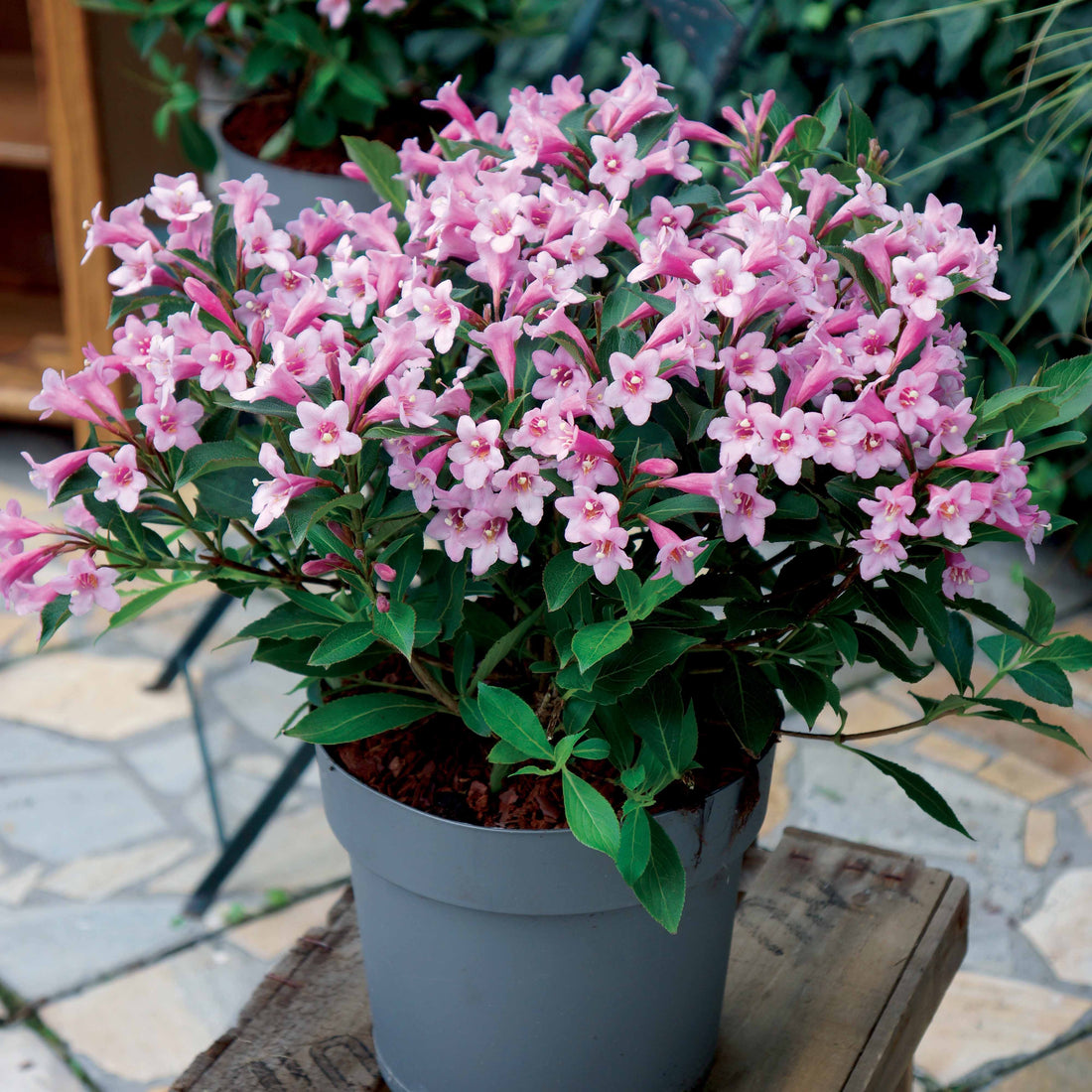 Weigelia rouge sur tige - Weigela bristol ruby