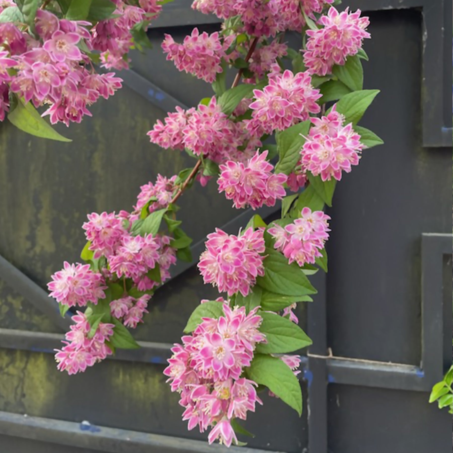 Deutzia Champ de fraise - Deutzia Strawberry Field - Willemse