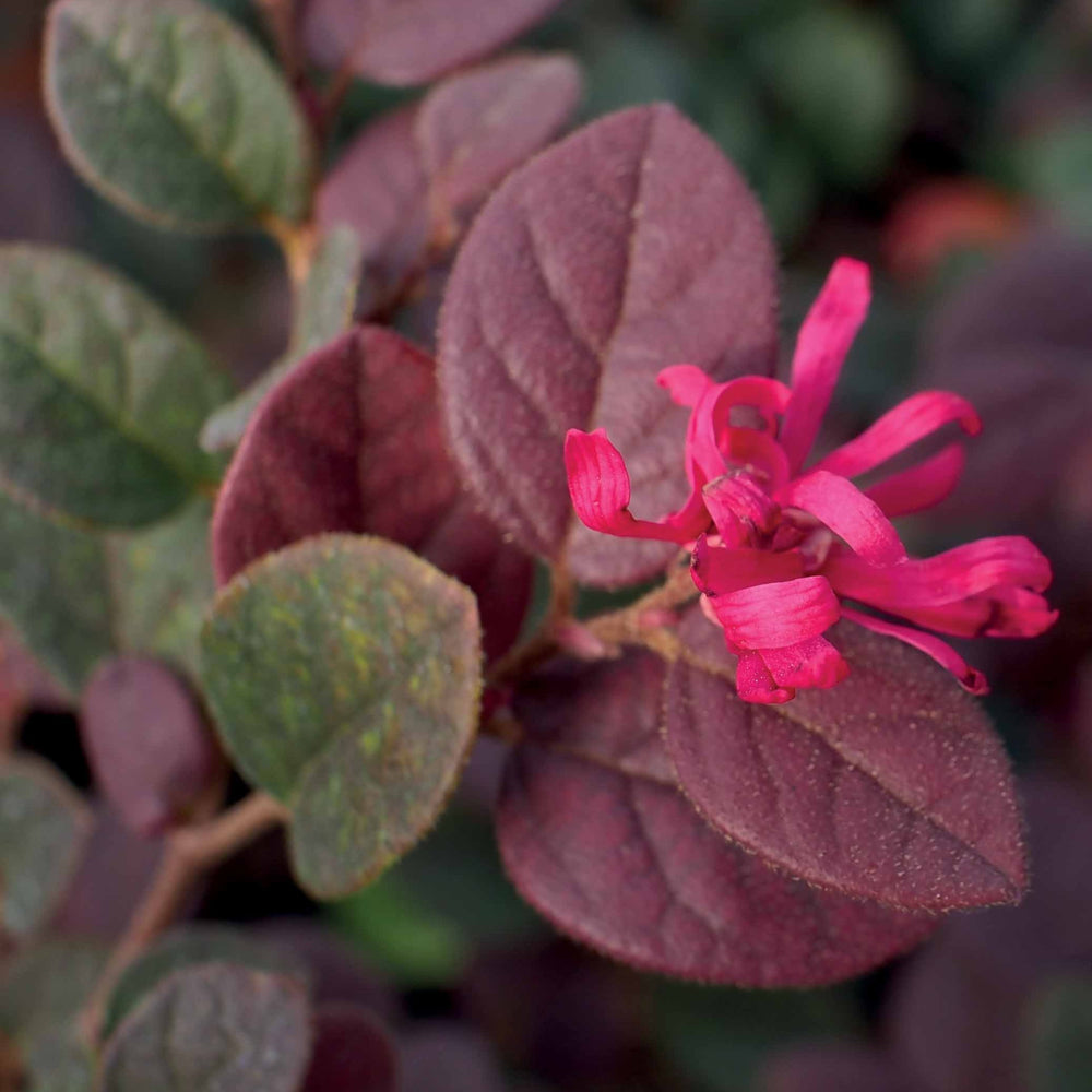 Loropetalum Chinense Black Pearl In Vaso 17 Cm - Pianta Perenne Sempreverde Con Foglie Rosso Scuro E Fiori Rosa