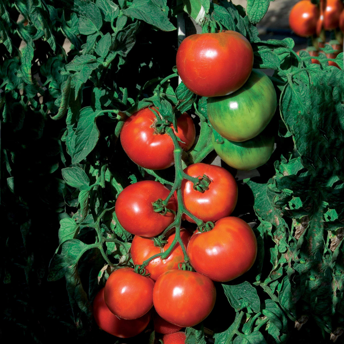 Tomate Pyros HF1 - Solanum lycopersicum pyros hf1 (obtention clause) - Potager