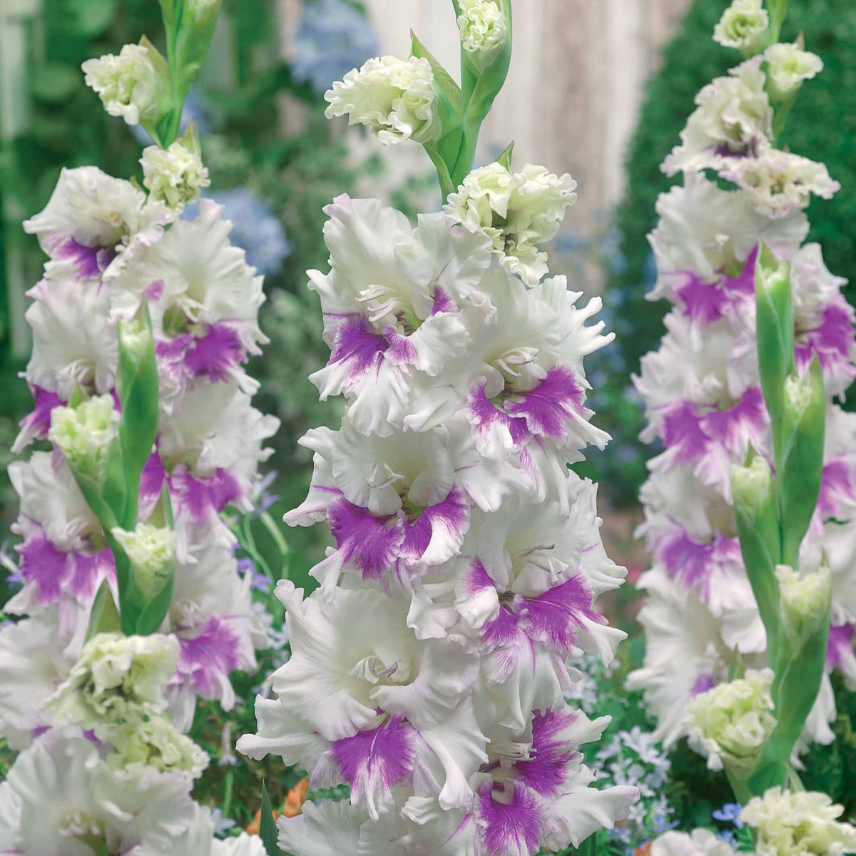 Glaïeul Perroquet Kirov - Gladiolus kirov - Plantes