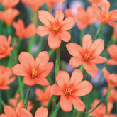 10 Homérias saumon - Willemse