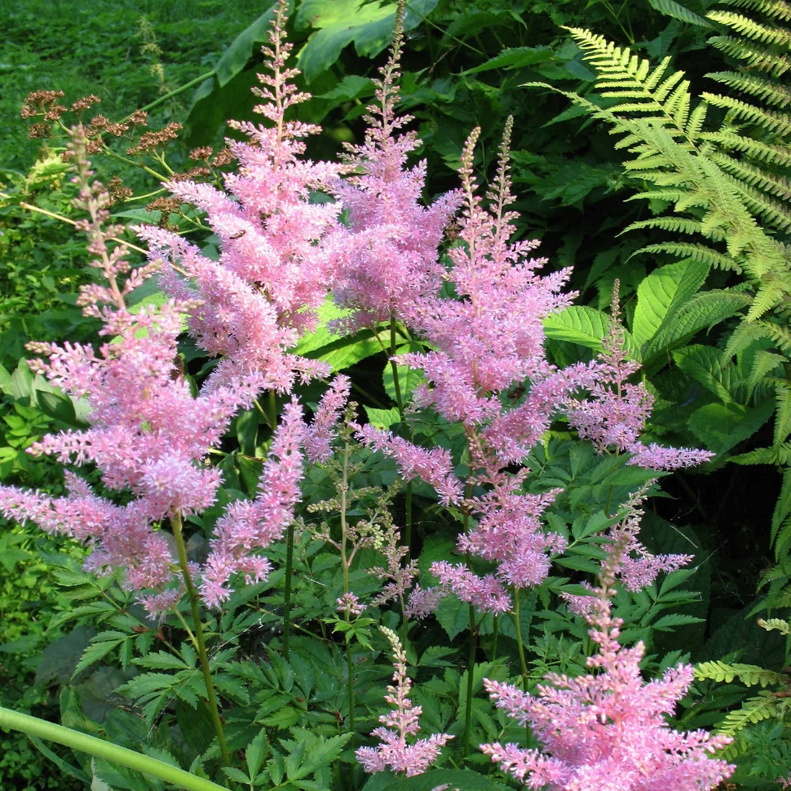 3 Astilbes Nouvelle vague - Astilbe new wave