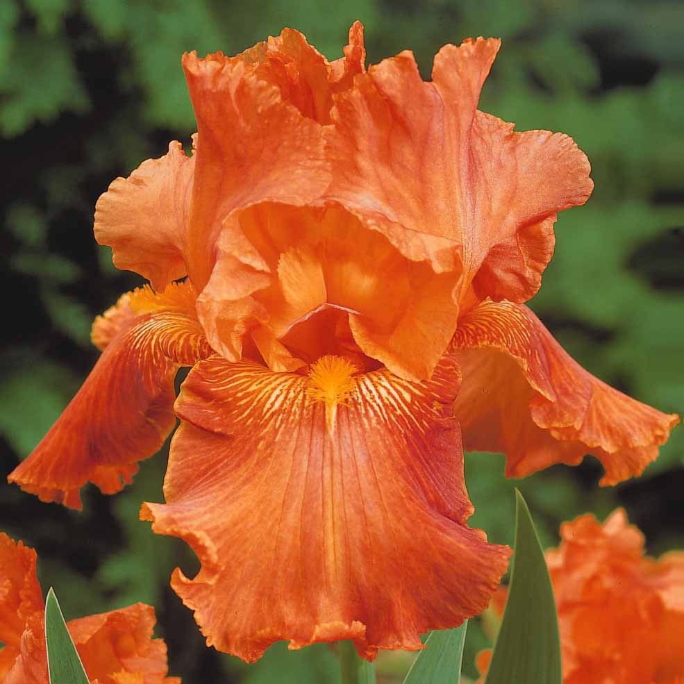 2 Iris de jardin Profondeur de champ