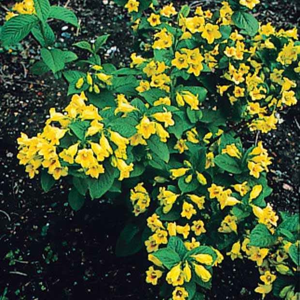 Weigelia jaune - Weigela middendorffiana - Arbustes