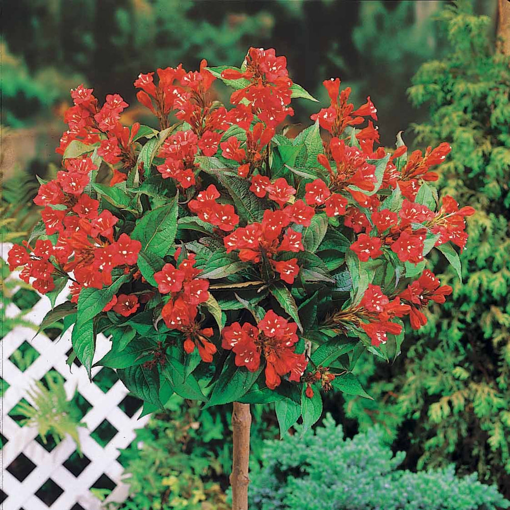 Weigelia rouge sur tige - Weigela bristol ruby