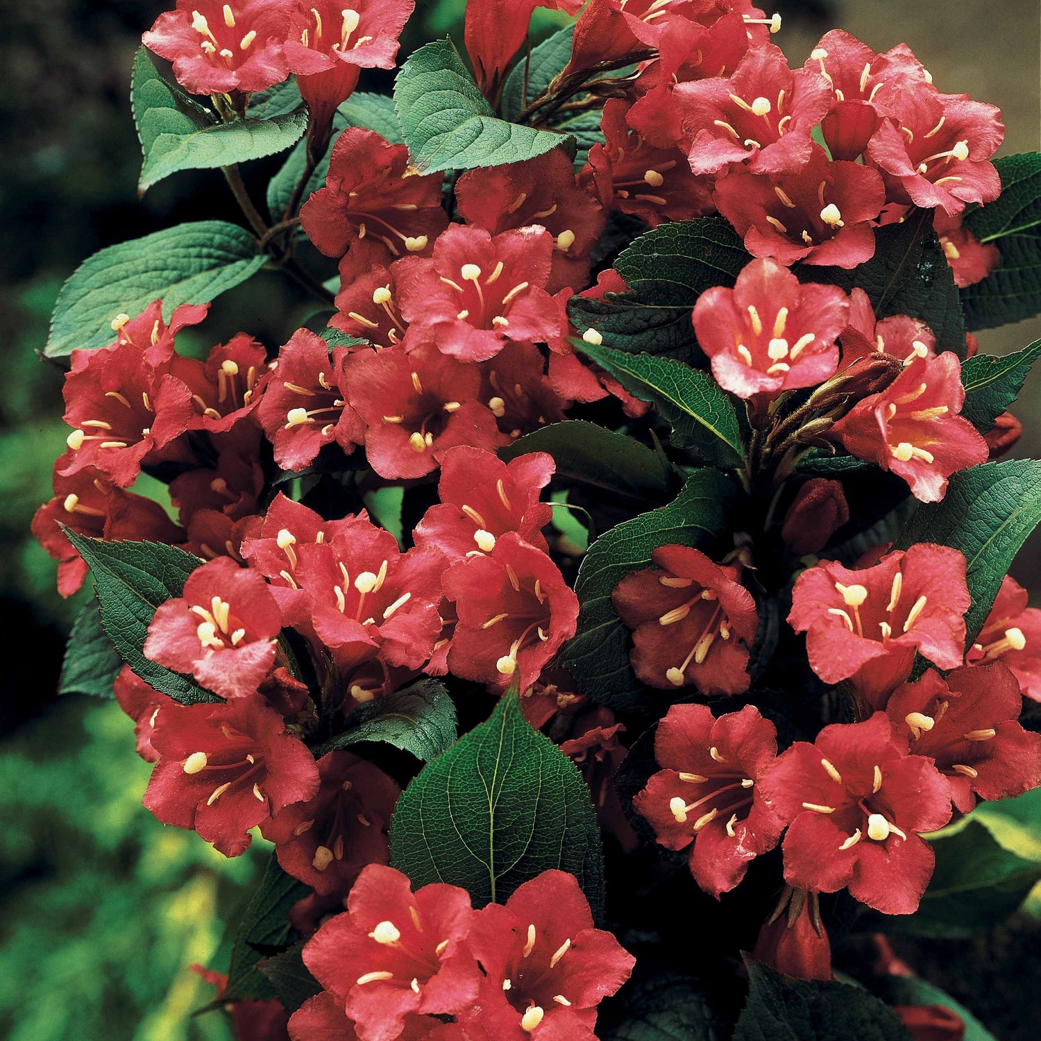 Weigelia rouge sur tige - Weigela bristol ruby