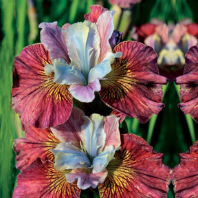 Iris de Sibérie Femmes peintes - Iris sibirica painted women - Plantes