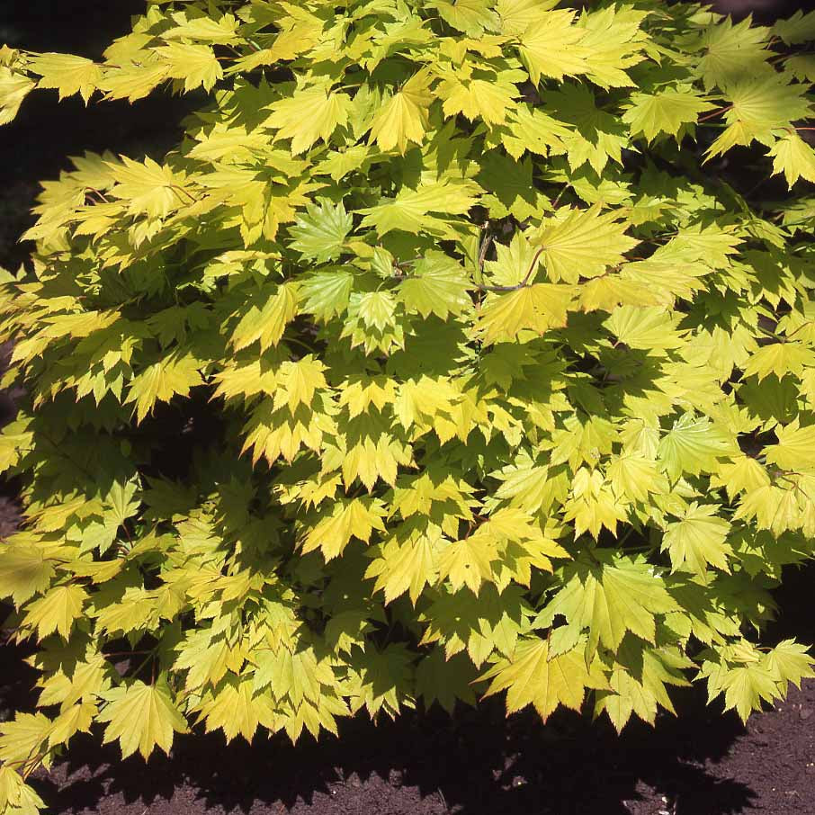 Erable du Japon doré - Acer shirasawanum aureum - Arbustes
