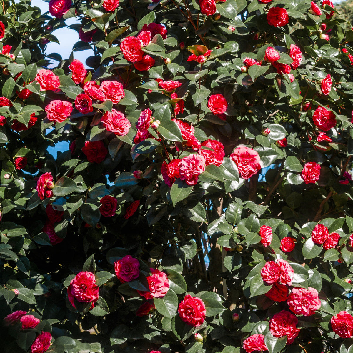 Camélia du Japon à fleurs doubles rouge