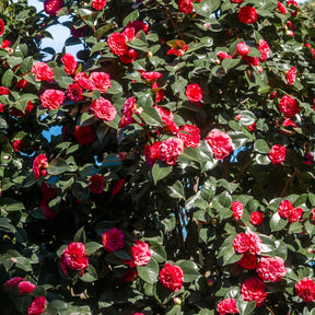 Camélia du Japon à fleurs doubles rouge - Camellia japonica Lady Campbell - Plantes