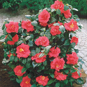 Camélia du Japon à fleurs doubles rouge - Camellia japonica Lady Campbell - Arbustes