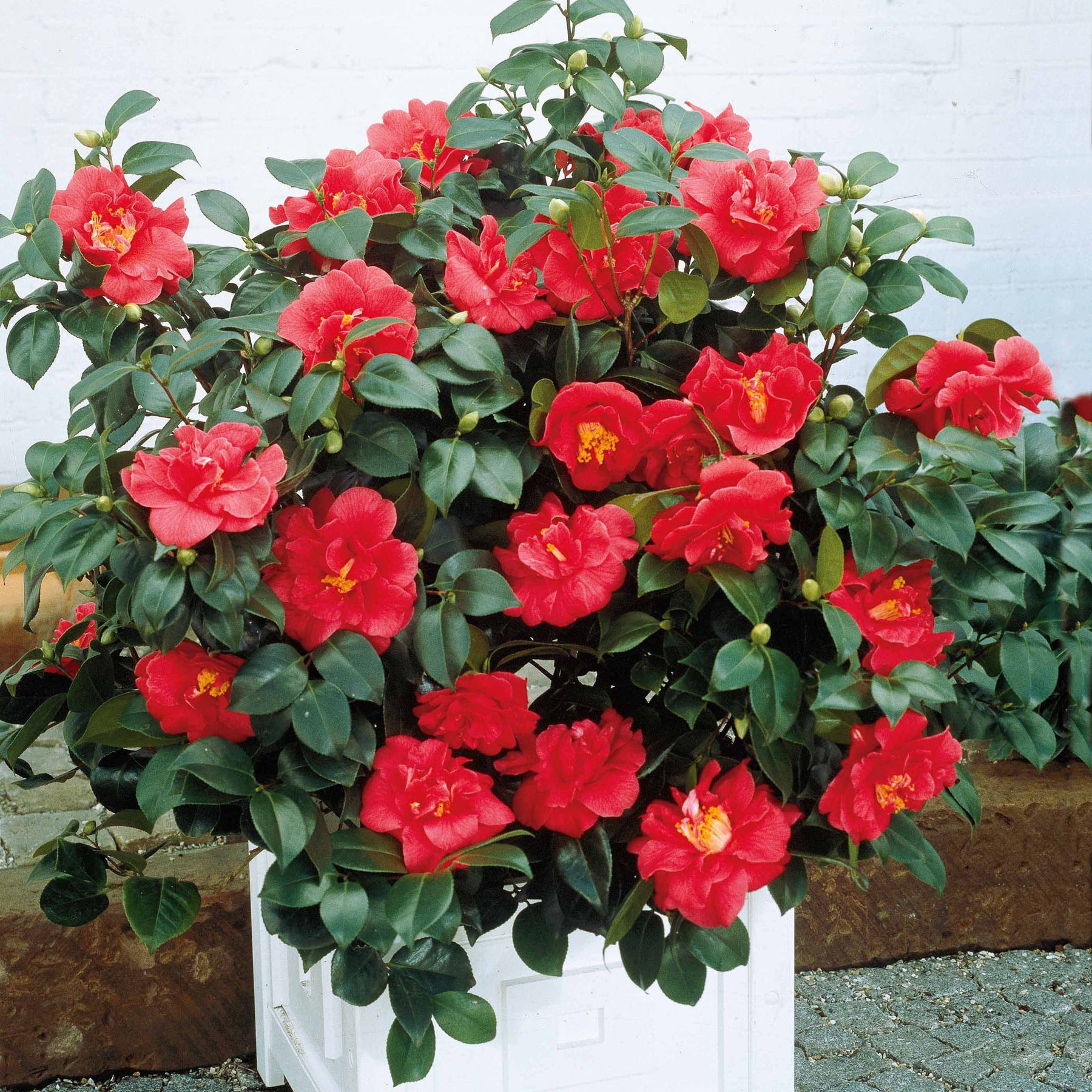 Camélia du Japon à fleurs doubles rouge - Camellia japonica Lady Campbell - Camélias