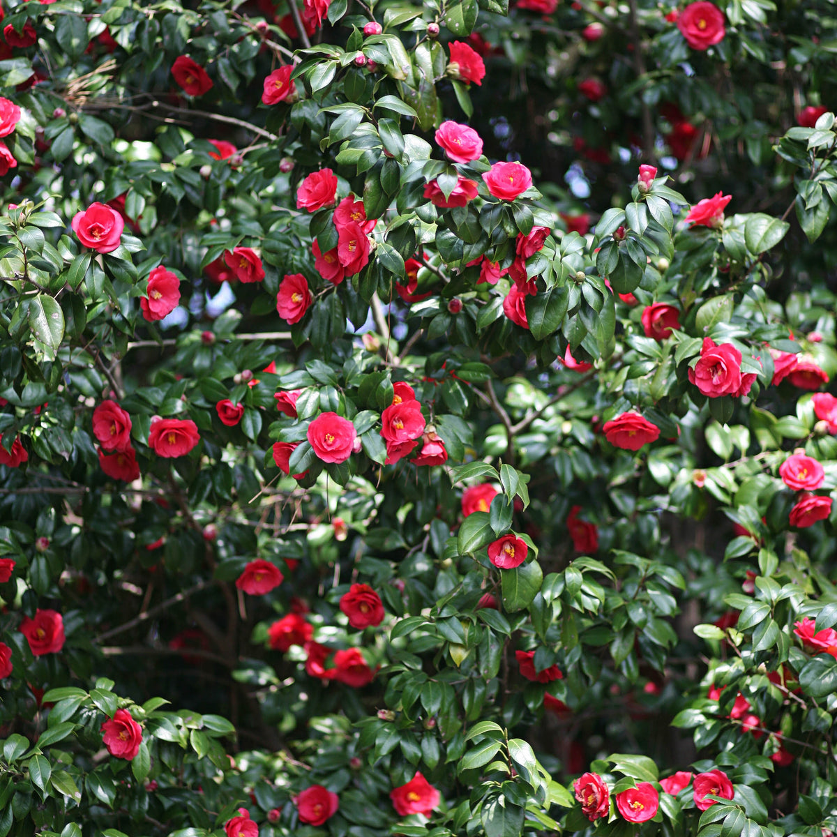 Camélia du Japon à fleurs doubles rouge - Camellia japonica Lady Campbell
