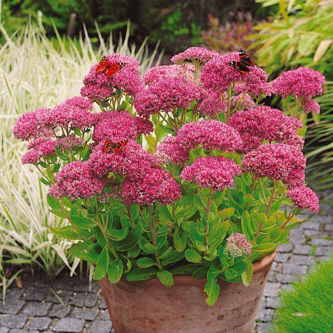 Sedum Spectabile Orpin D automne Sedum Spectabile