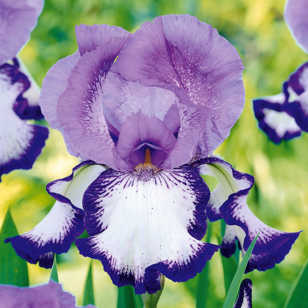 Iris de jardin Bordure - Iris germanica on edge - Plantes
