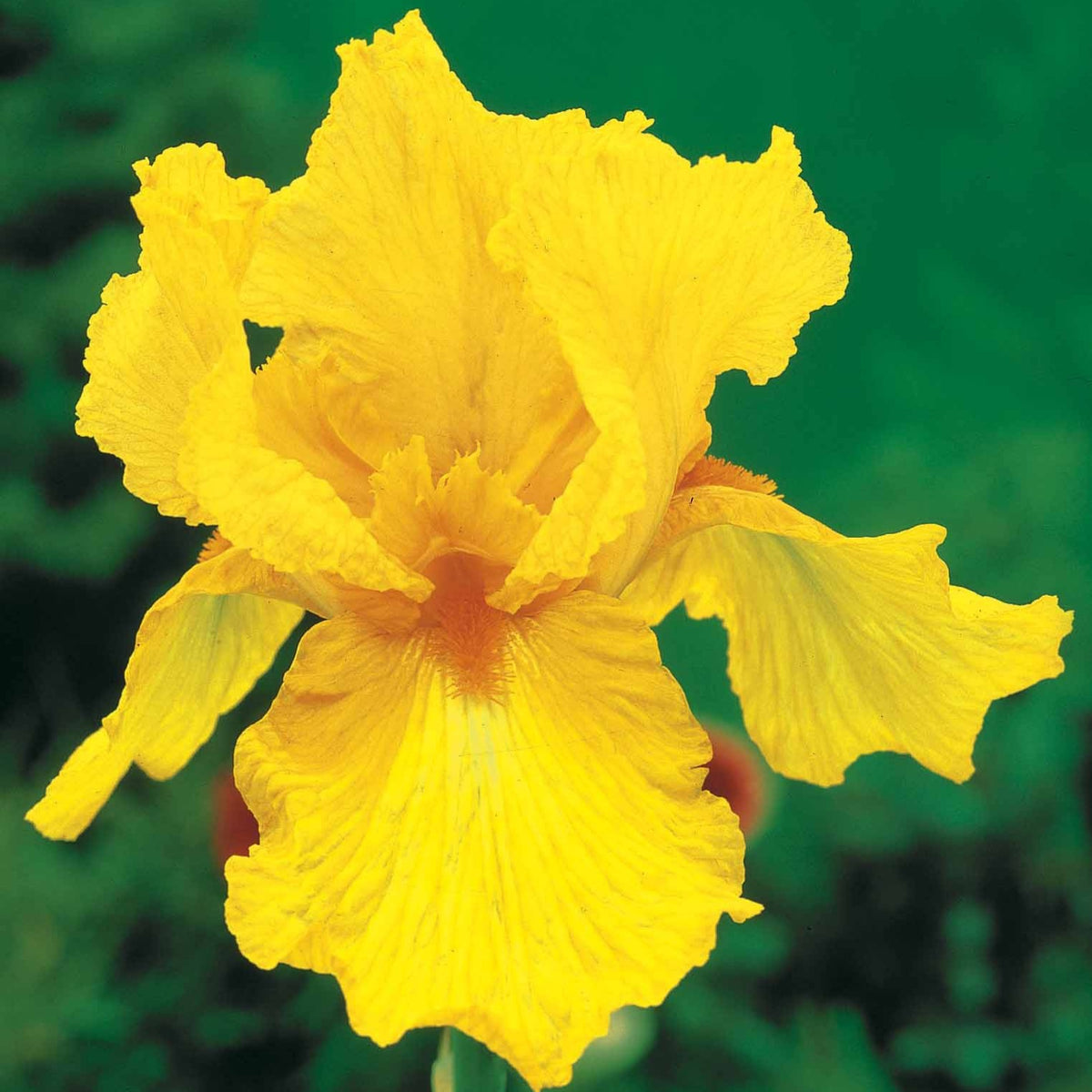 Iris de jardin Sangreal - Iris germanica sangreal - Plantes