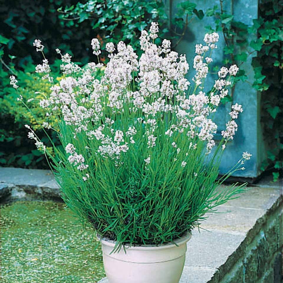 2 Lavandes blanches - Lavandula angustifolia alba - Plantes vivaces