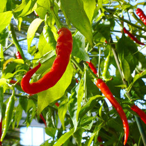 3 Plants de Piment Doux des Landes - Willemse