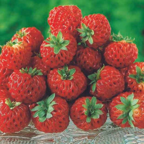 2 Fraisiers Framberry ® - Fragaria framberry® - Fruitiers Arbres et arbustes