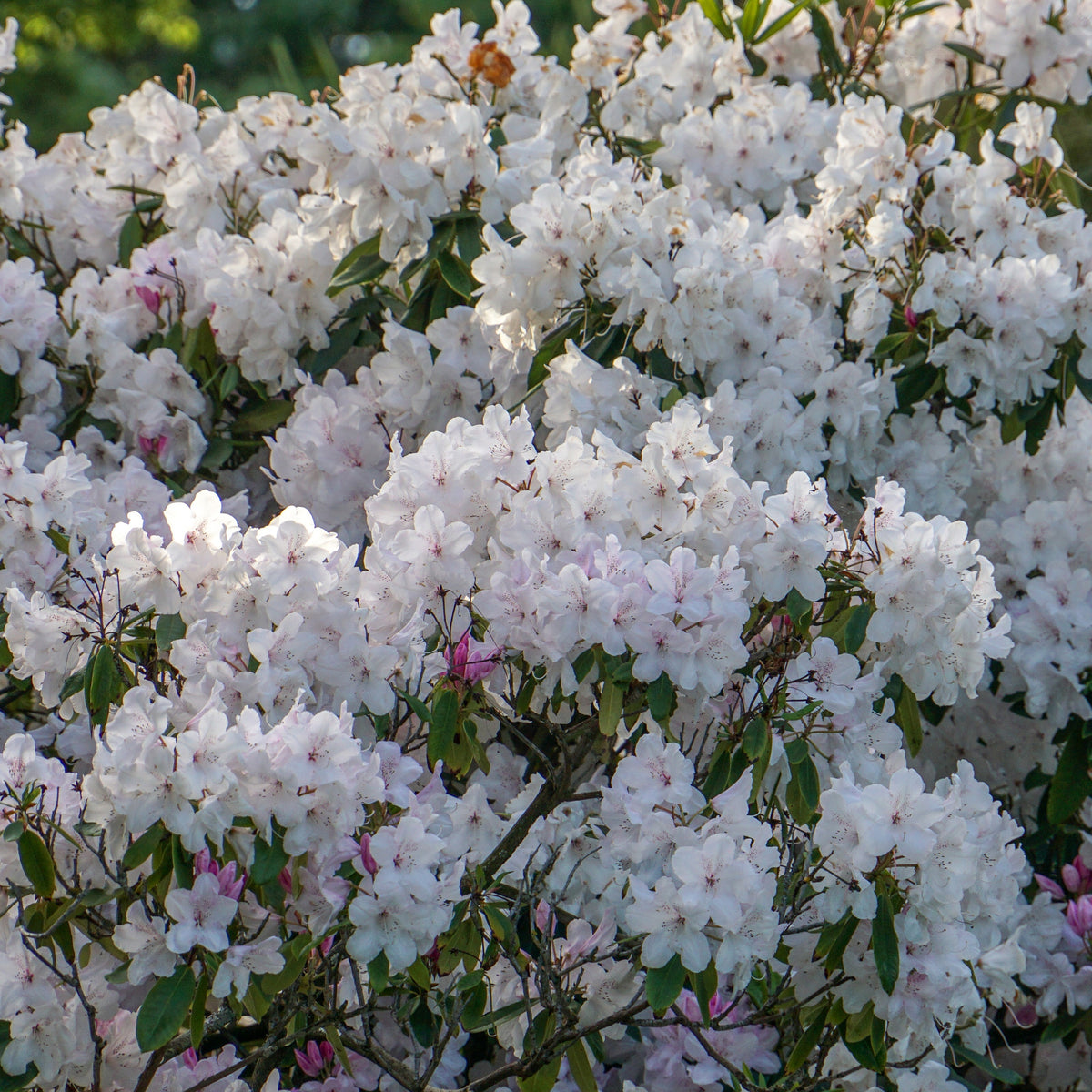 Rhododendron Cunningham's White - Rhododendron cunningham's white - Plantes