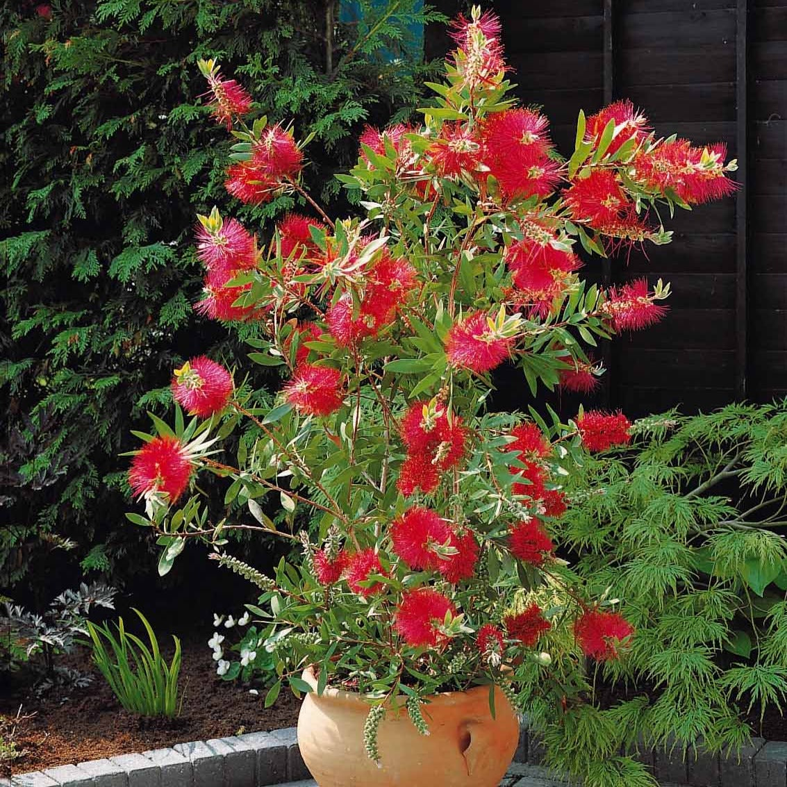 France Rince Rince-bouteille - Callistemon laevis