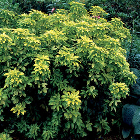 Oranger du Mexique doré - Choisya ternata sundance lich - Arbustes