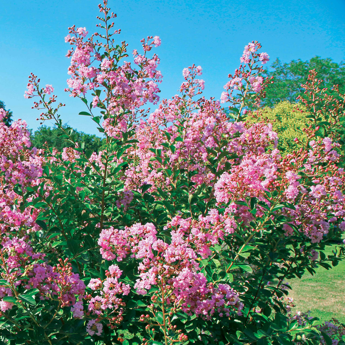 Lilas des Indes Petit Pink - Lagerstroemia indica petit pink - Arbustes