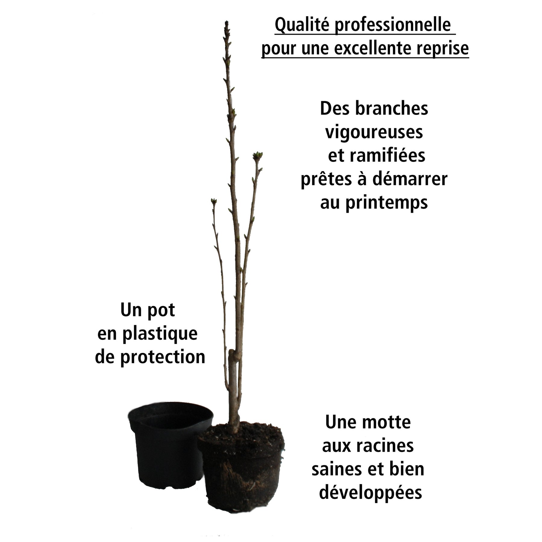 Lilas des Indes - Lilas des Indes Petit Pink - Lagerstroemia indica Petit Pink