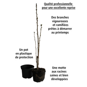 Lilas des Indes - Lilas des Indes Petit Pink - Lagerstroemia indica Petit Pink