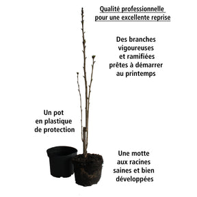 Lilas des Indes - Lilas des Indes Petit Pink - Lagerstroemia indica Petit Pink