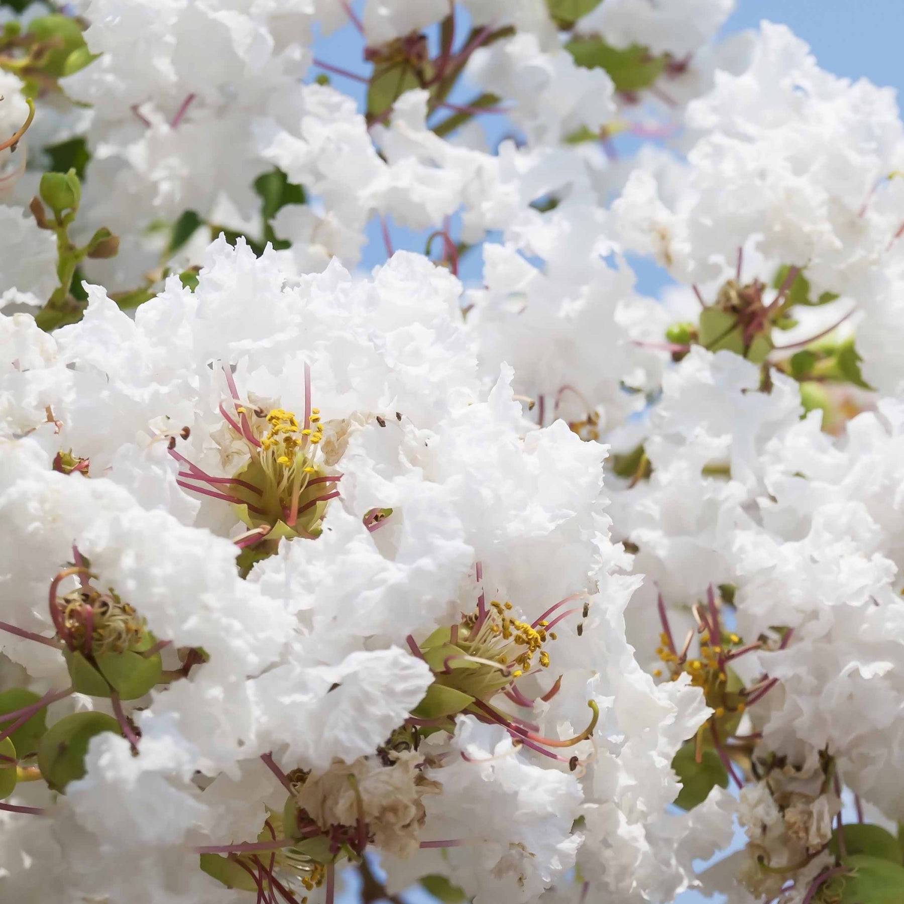 Lilas des Indes blanc - Lagerstroemia indica - Plantes