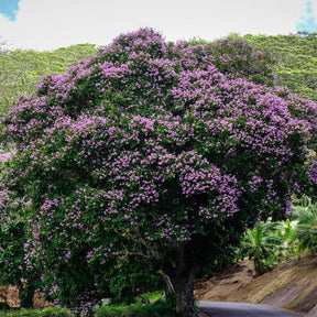 Lilas des Indes violet - Lagerstroemia indica Lafayette - Lilas des Indes