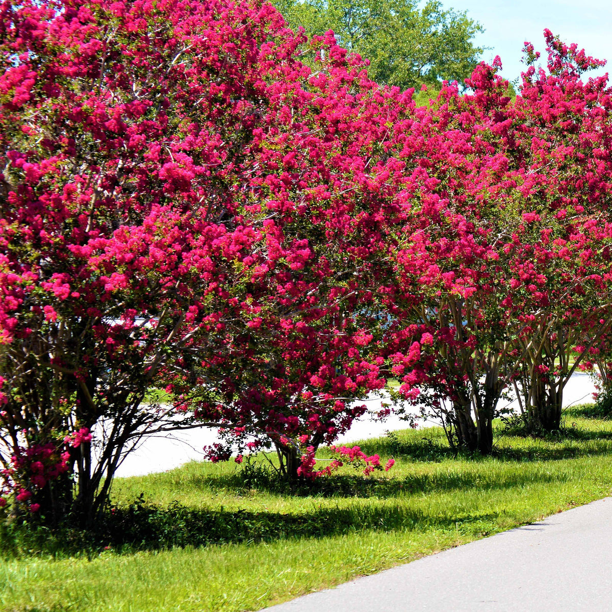 Lilas des Indes rouge Lagerstroemia indica Red Imperator