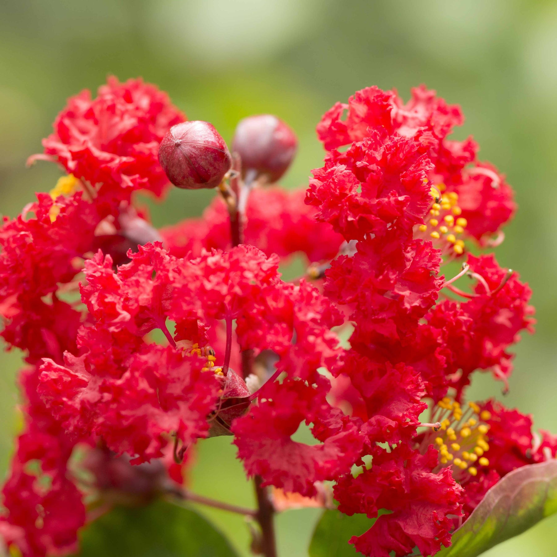 Lilas des Indes rouge - Lagerstroemia indica Red Imperator