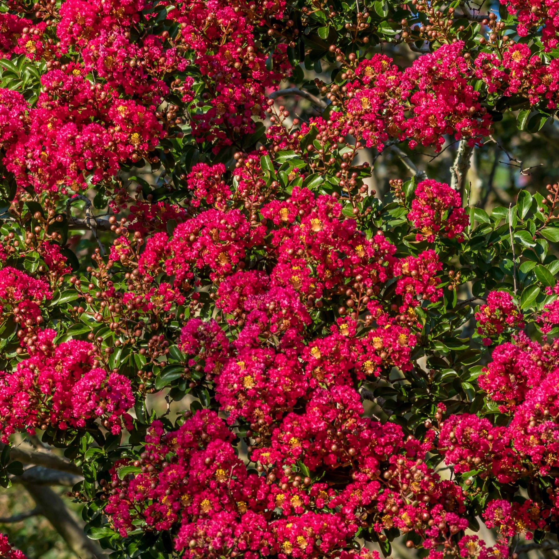 Lilas des Indes rouge - Lagerstroemia indica Red Imperator - Arbustes