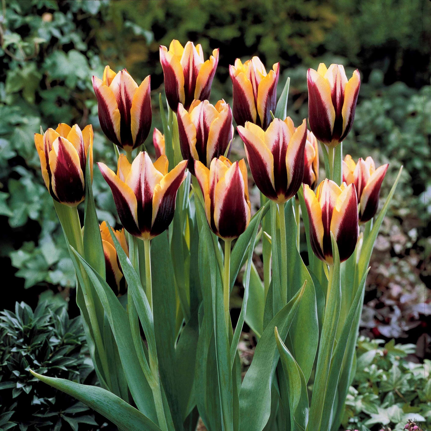 10 Tulipes Gavota - Tulipa gavota - Tulipe